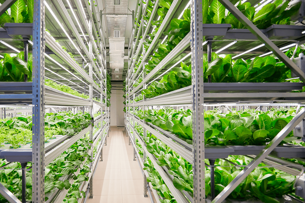 Commercial Farms