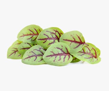 Sorrel